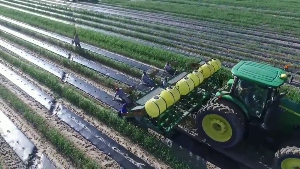 World's Largest Watermelon Farm. - Tons of Watermelon Growing Like This