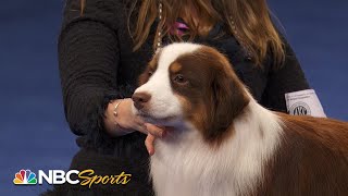 National Dog Show 2022: Herding Group (Full Judging) | NBC Sports
