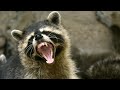 RACOON ATTACK! Raccoon finds home in MY BOAT!