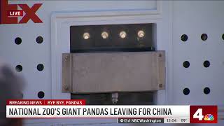 Panda looks out of crate for final farewell | NBC4 Washington