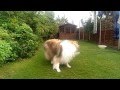 Misty the Rough Collie with her Favourite Ball in Slow Motion