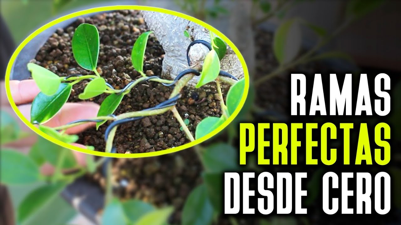 Empezar a dar forma - ramificación primaria