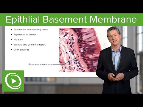 Epithlial Basement Membrane  – Histology | Lecturio