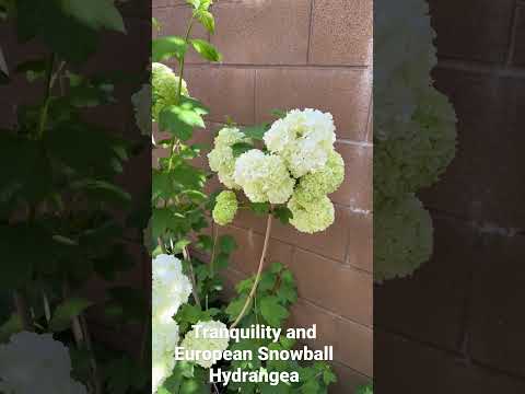 וִידֵאוֹ: Snowball Viburnum Vs. הידראנגאה - למד את ההבדל בין ויבורנום להידראנגאה