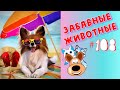 Приколы с Животными #108 / Смешные Животные 2020 / Приколы / Приколы про Животных / Лучшие Приколы