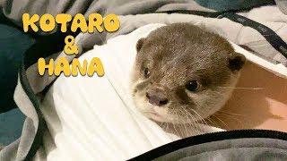 Otter Kotaro&Hana Sleeping In My TShirt