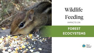 How Wildlife Feeding Impacts Forest Ecosystems
