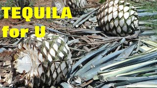 Top 17 what plant tequila made from