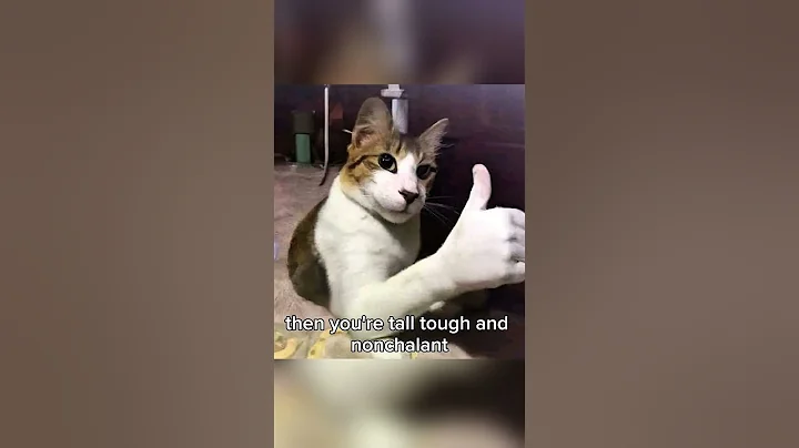 Did this appear on your fyp #cat #funny #georgieebom #meme