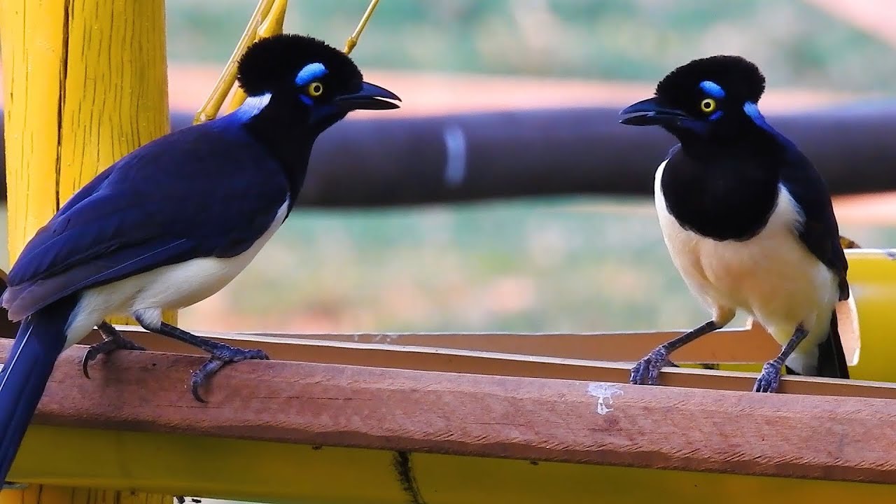 GRALHA-PICAÇA no comedouro, (CYANOCORAX CHRYSOPS), PLUSH-CRESTED