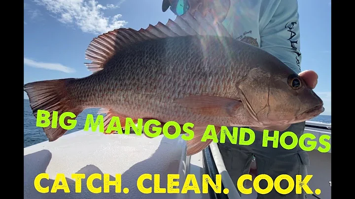 OFFSHORE Tampa Bay, FL Snapper grouper hogfish- Catch, Clean, and Cook