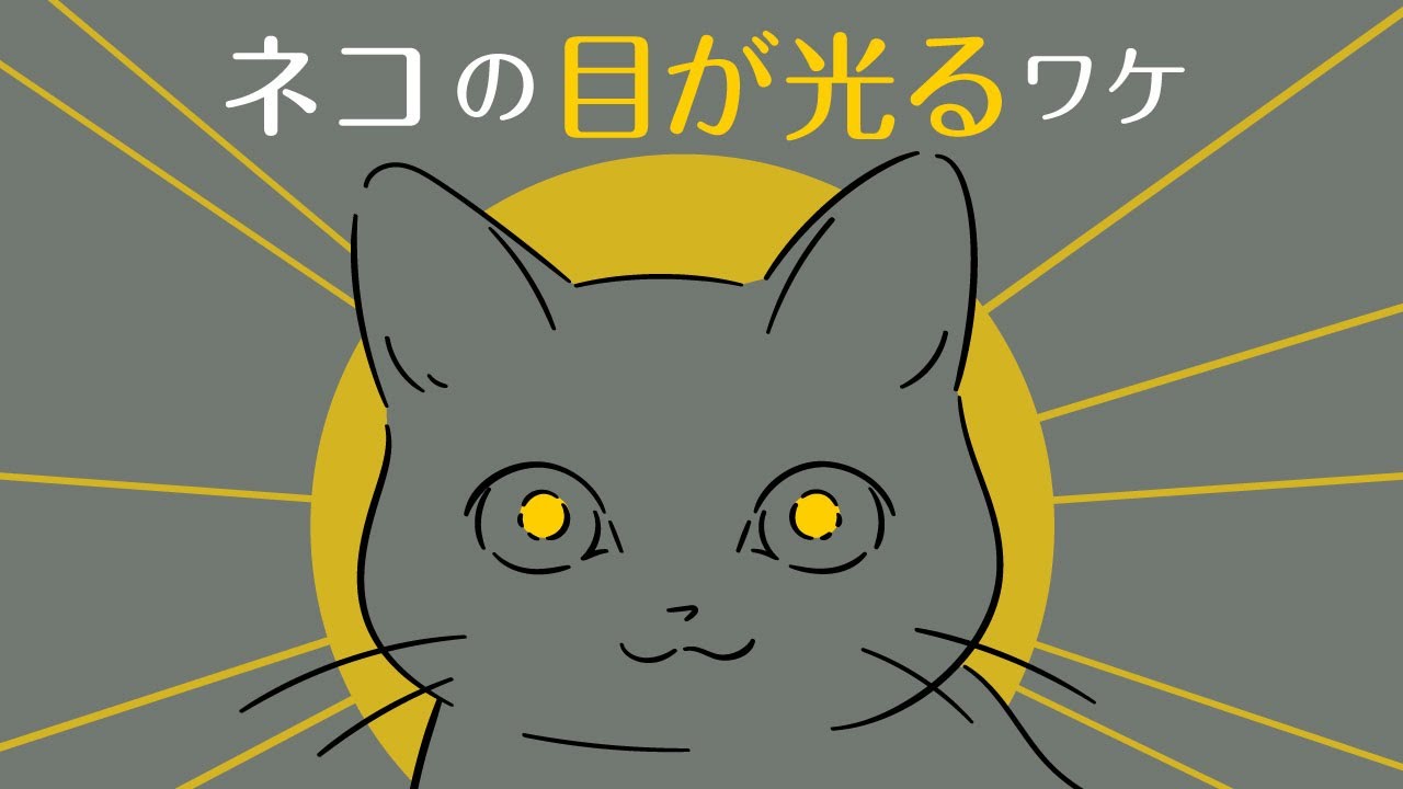 【マンガ動画】暗闇でネコの目が光るのは?人の目との違いに迫る 動画:朝日新聞デジタル 【マンガ動画】暗闇でネコの目が光るのは?人の目との違いに迫る 動画:朝日新聞デジタル