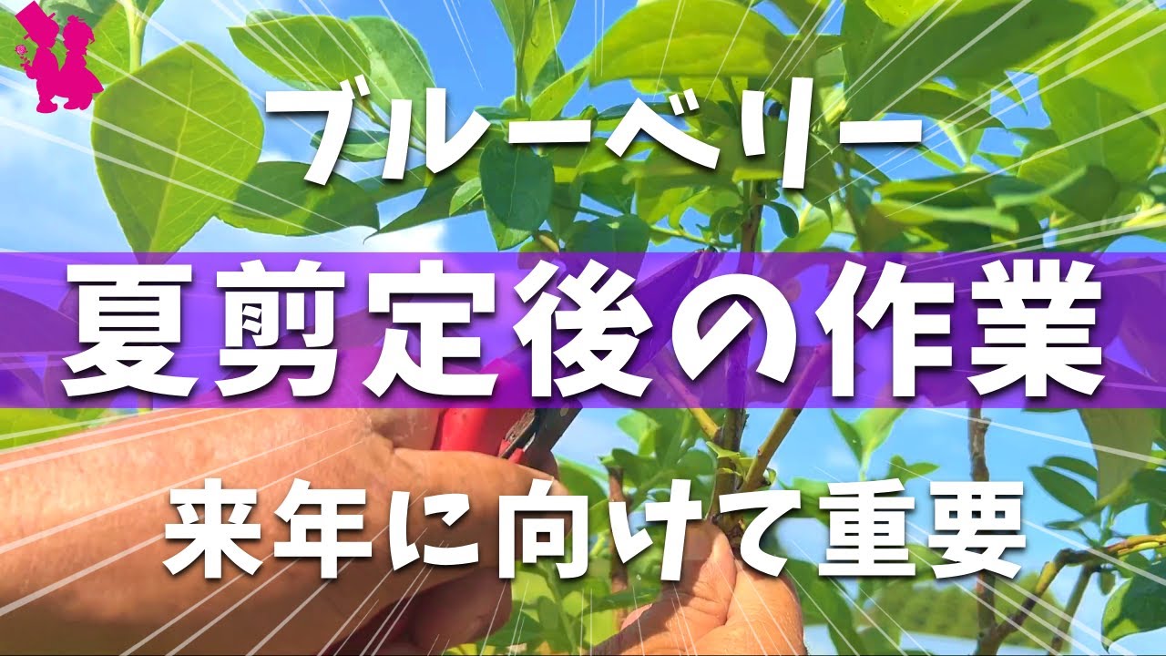 【スッキリ】ブルーベリーの夏剪定後の様子と枝抜き剪定していきます