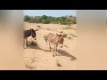 Wildhorse island  donkey animals donkeylife wildlife gadha donkeykong animals