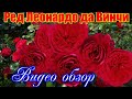 Обзор розы Ред Леонардо да Винчи (Флорибунда)  - Red Leonardo da Vinci (Meilland Франция, 2003)