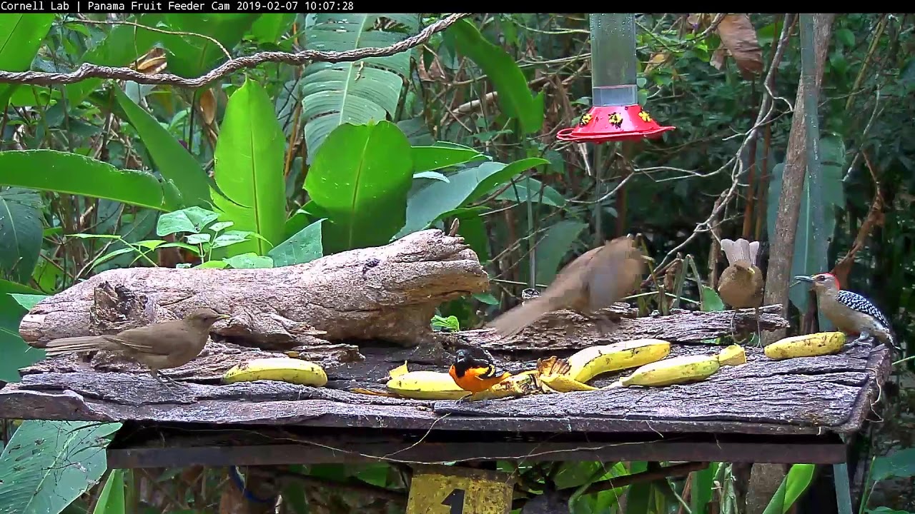 Baltimore Oriole Visits The Panama Fruit Feeder Cam Feb. 7, 2019 YouTube