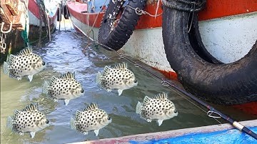 Câu cá nâu giải trí ở cảng sao mai bến đình. Câu cá biển Vũng Tàu #caucabien #sea fishing