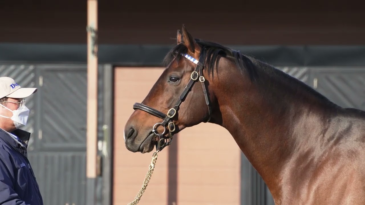競馬 2024年度ダーレージャパン種牡馬展示会のノベルティー 温か