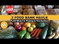 Free food bank haul 5 food pantry budget bag  autumn garden update queensland australia may 2024