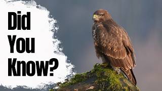Most People Dont Know These Buzzard Facts