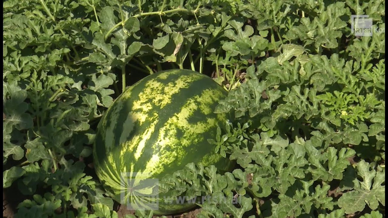 Kultivimi i Shalqinit/ Fermeri në Drithas mbjell 2 HA tokë bujqësore, prodhimi i mbarë