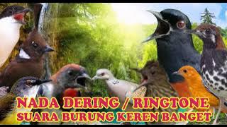 KICAUAN PRENJAK NADA DERING||RINGTONE SUARA BURUNG MERDU BANGET NADA DERING JERNIH