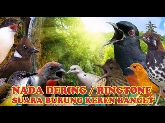 KICAUAN PRENJAK NADA DERING||RINGTONE SUARA BURUNG MERDU BANGET NADA DERING JERNIH class=