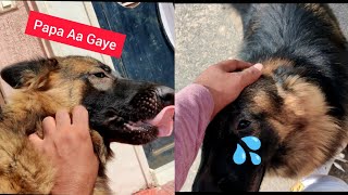 German Shepherd Meeting There owner | Laddu Hua Pagal ?