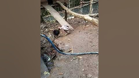 Kuv tus lau qaib no keej heev