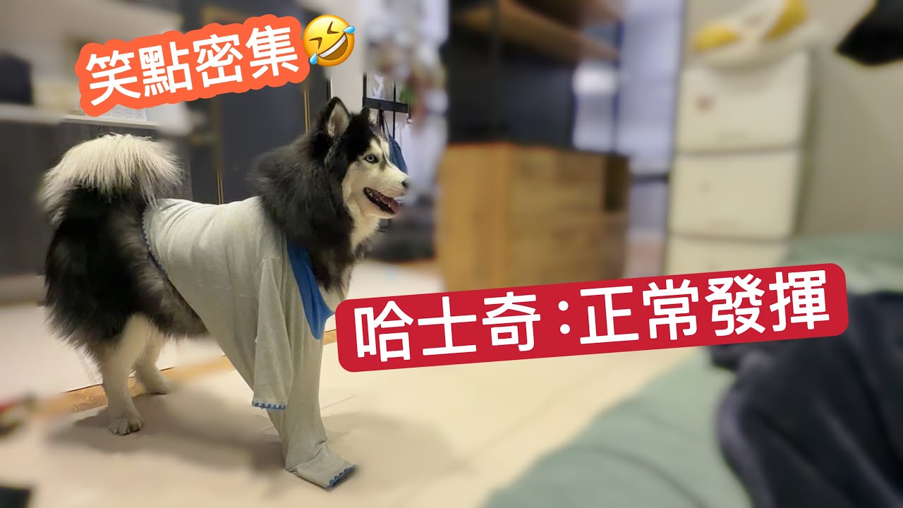 不要再說我們哈士奇拆家喔🤫我們乖得很~ 縮圖