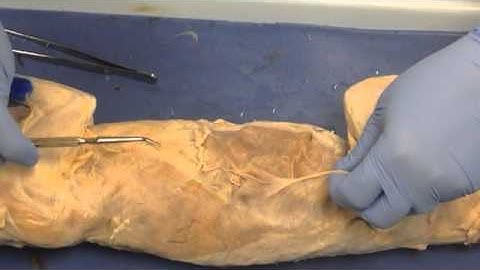 Cat Disssection Tips