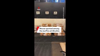 Mouse Spotted Among The Muffins At A Melbourne Woolies