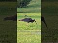 Red-Naped Ibis looking for morning breakfast #wildlife #nature #photography #birds #shorts