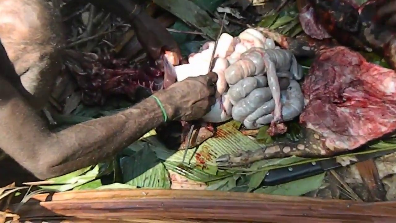 Begini Cara Masak Babi Hutan Hasil Buruan Pedalaman Papua Begini Cara Masak Babi Hutan Hasil Buruan Pedalaman Papua