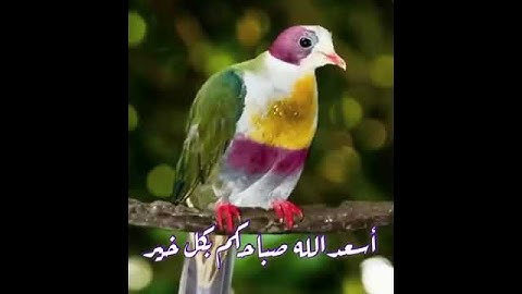سورة الزمر