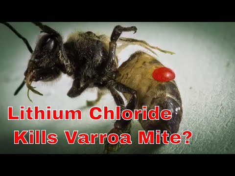 Lithium Chloride kills Varroa Mite? Apis mellifera