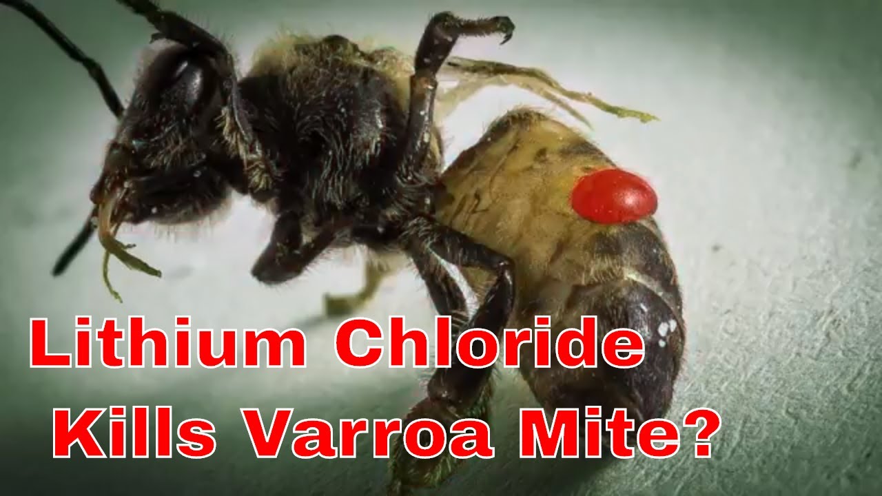 Lithium Chloride kills Varroa Mite? Apis mellifera