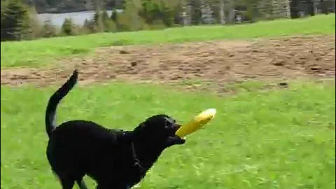 Labrador retriever playing fetch
