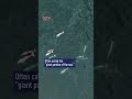Endangered Chinese white dolphins thrive in Leizhou Bay