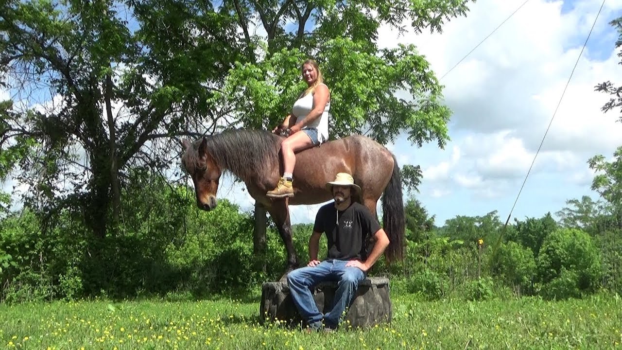 Gaited Trail Horse For Sale YouTube