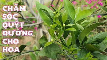 Xử lý quýt đường cho hoa @dautay-giongcayanqua7376