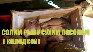 Как солят рыбу колодкой в Прииртышье