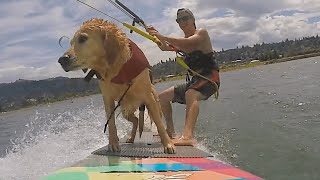 Dog Tries Out Kiteboarding | BEST OF THE MONTH