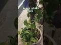 #moss moneyplant#gardeningtipsandtricks #terracegardening