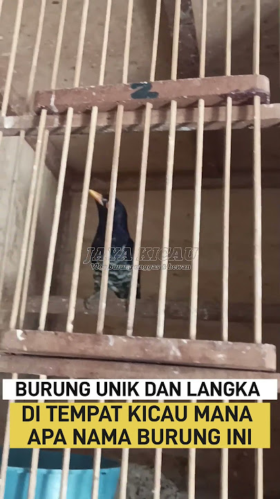 yang belum tau, ternyata burung ini pembawa Hoki kicau mania Indonesia #shortvideo  #birds