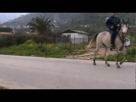 Video: Cavallo Di Razza Anglo-araba Francese Ipoallergenico, Salute E Durata Della Vita