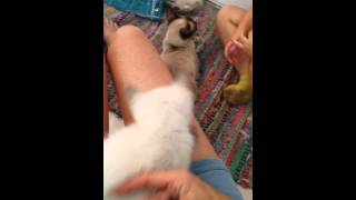 6 week old Siamese Kittens.