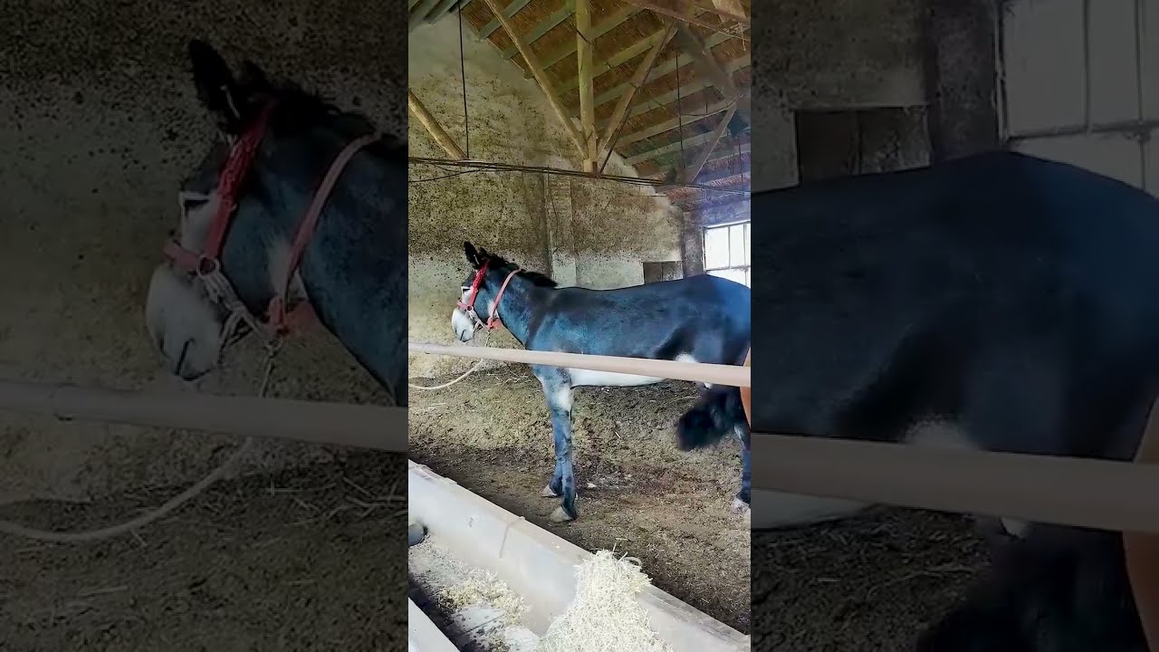 Donkeys Live Among And Horses 61