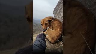 Парень нашел на горной тропе пса и тот стал его лучшим другом