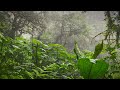 Tropical Rainstorm Sounds in Rainforest | Rain White Noise (No Thunder)
